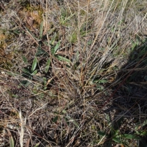 Aristida ramosa at Franklin, ACT - 1 Aug 2020