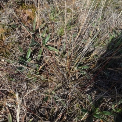 Aristida ramosa (Purple Wire Grass) at Mulanggari Grasslands - 1 Aug 2020 by AndyRussell