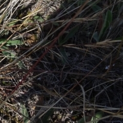 Aristida ramosa at Franklin, ACT - 1 Aug 2020 12:37 PM