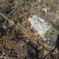 Aristida ramosa at Franklin, ACT - 1 Aug 2020 12:37 PM