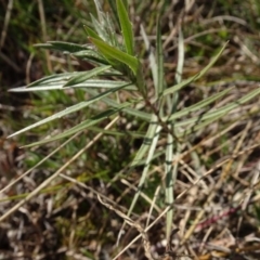 Unidentified Plant at Franklin, ACT - 1 Aug 2020 by AndyRussell