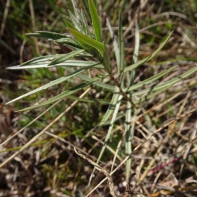 Unidentified Plant at Franklin, ACT - 1 Aug 2020 by AndyRussell