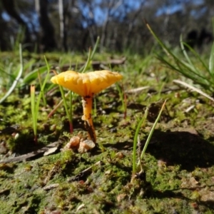 Lichenomphalia chromacea at Bookham, NSW - 29 Jul 2020