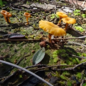 Lichenomphalia chromacea at Bookham, NSW - 29 Jul 2020