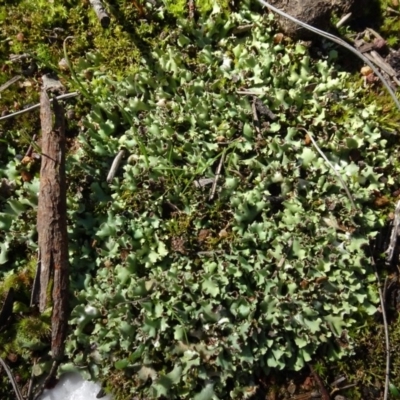 Heterodea sp. (A lichen) at Bookham, NSW - 29 Jul 2020 by AndyRussell