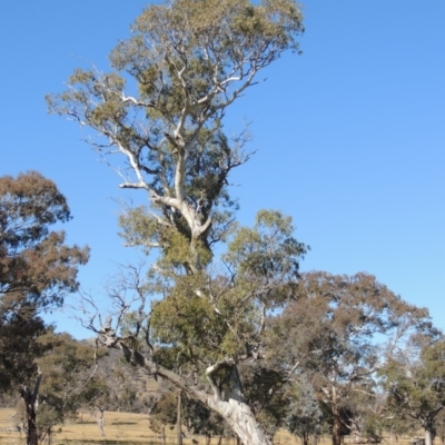 Eucalyptus blakelyi (Blakely's Red Gum) at Gordon, ACT - 28 Jun 2020 by MichaelBedingfield