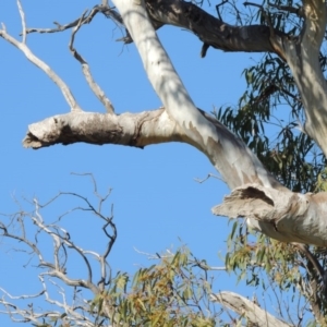 Eucalyptus blakelyi at Gordon, ACT - 28 Jun 2020