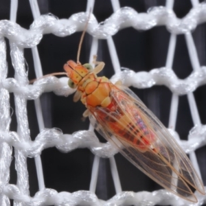 Psyllidae sp. (family) at Evatt, ACT - 5 Aug 2020