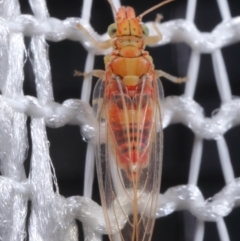 Psyllidae sp. (family) at Evatt, ACT - 5 Aug 2020