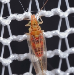 Psyllidae sp. (family) at Evatt, ACT - 5 Aug 2020