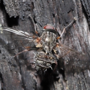 Muscidae (family) at Downer, ACT - 28 Jul 2020 12:16 PM