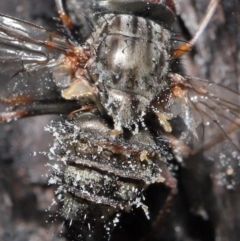 Muscidae (family) at Downer, ACT - 28 Jul 2020