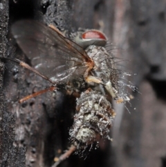 Muscidae (family) at Downer, ACT - 28 Jul 2020