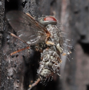 Muscidae (family) at Downer, ACT - 28 Jul 2020 12:16 PM