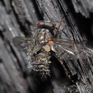 Muscidae (family) at Downer, ACT - 28 Jul 2020