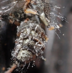 Muscidae (family) at Downer, ACT - 28 Jul 2020