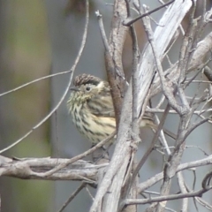 Pyrrholaemus sagittatus (Speckled Warbler) at WREN Reserves - 9 Aug 2020 by LizetteSalmon