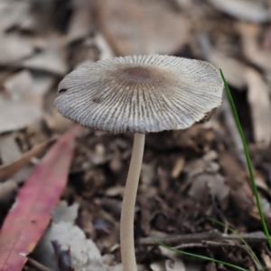 Coprinellus etc. at Macgregor, ACT - 25 Jun 2020