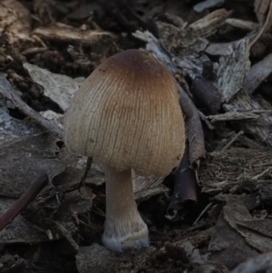 Coprinellus etc. at Macgregor, ACT - 25 Jun 2020