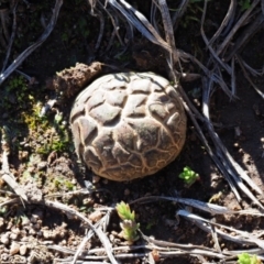 Scleroderma sp. (Scleroderma) at Latham, ACT - 26 Jun 2020 by Caric