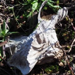 Calvatia cyathiformis at Latham, ACT - 26 Jun 2020 01:44 PM