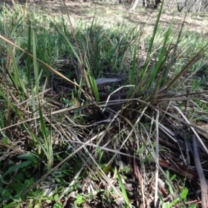 Dianella revoluta var. revoluta at Bookham, NSW - 29 Jul 2020