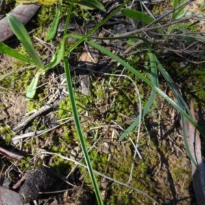 Dianella sp. aff. longifolia (Benambra) at Bookham, NSW - 29 Jul 2020