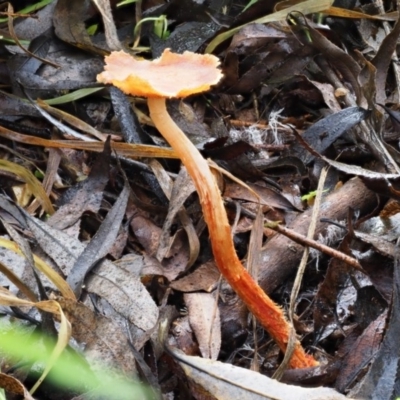 zz agaric (stem; gills not white/cream) at Latham, ACT - 27 Jun 2020 by Caric