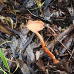 zz agaric (stem; gills not white/cream) at Latham, ACT - 27 Jun 2020