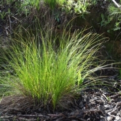 Carex appressa at Bookham, NSW - 29 Jul 2020 by AndyRussell