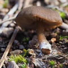 zz agaric (stem; gills not white/cream) at Latham, ACT - 27 Jun 2020 by Caric