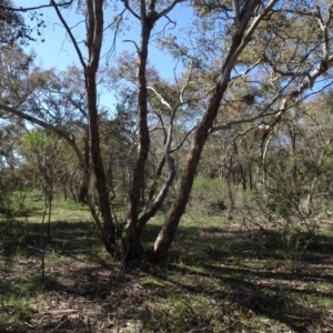 Eucalyptus polyanthemos subsp. polyanthemos at Bookham, NSW - 29 Jul 2020