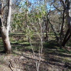 Acacia implexa (Hickory Wattle, Lightwood) at Bookham, NSW - 29 Jul 2020 by AndyRussell