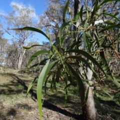 Acacia implexa at Bookham, NSW - 29 Jul 2020