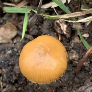 Galerina sp. at Black Range, NSW - 11 Aug 2020 10:43 AM
