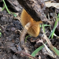 Galerina sp. at Black Range, NSW - 11 Aug 2020 10:43 AM