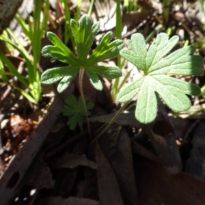 Geranium sp. at Bookham, NSW - 29 Jul 2020