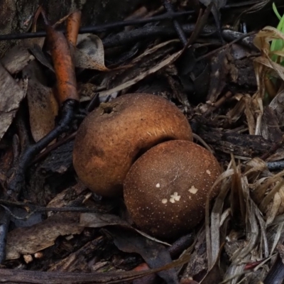 Bovista (A puffball) at Umbagong District Park - 11 Jul 2020 by Caric