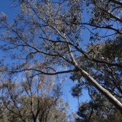 Eucalyptus blakelyi (Blakely's Red Gum) at Bookham, NSW - 29 Jul 2020 by AndyRussell