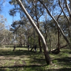 Eucalyptus blakelyi at Bookham, NSW - 29 Jul 2020 12:30 PM