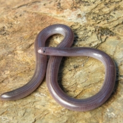Anilios proximus (Woodland Blind Snake) at West Albury, NSW - 2 Feb 2011 by Damian Michael