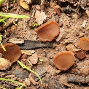 Aleurina asperula at Bruce, ACT - 8 Jun 2020