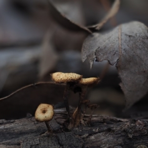 Lentinus arcularius at Macgregor, ACT - 10 Jul 2020 11:32 AM