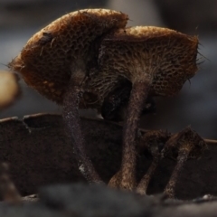 Lentinus arcularius at Macgregor, ACT - 10 Jul 2020 11:32 AM