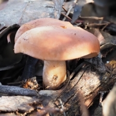 zz agaric (stem; gills white/cream) at Latham, ACT - 24 Jun 2020 by Caric