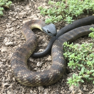 Notechis scutatus (Tiger Snake) at Albury - 22 May 2019 by Damian Michael