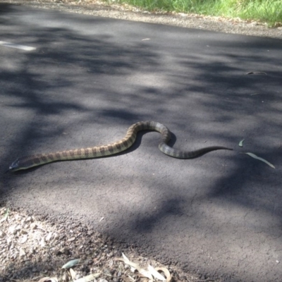 Notechis scutatus (Tiger Snake) at Albury - 28 Apr 2015 by DamianMichael