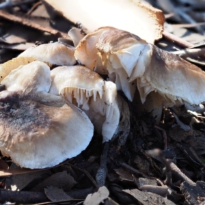 zz agaric (stem; gills white/cream) at Latham, ACT - 24 Jun 2020