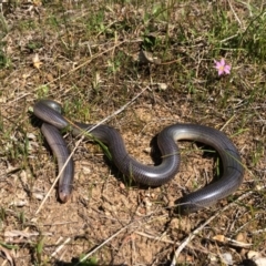 Anilios proximus (Woodland Blind Snake) at West Wodonga, VIC - 9 Oct 2017 by DamianMichael