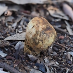 Pisolithus marmoratus (Horse Dung Fungus) at Umbagong District Park - 24 Jun 2020 by Caric